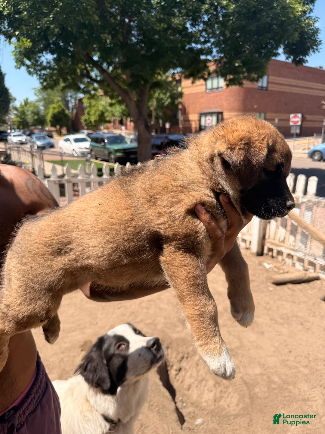 Mixed Breed dogs for sale: Spicy - Ad 2