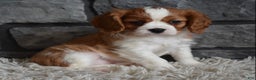 Cavalier King Charles Spaniel dogs for sale: Rocky - Ad 2