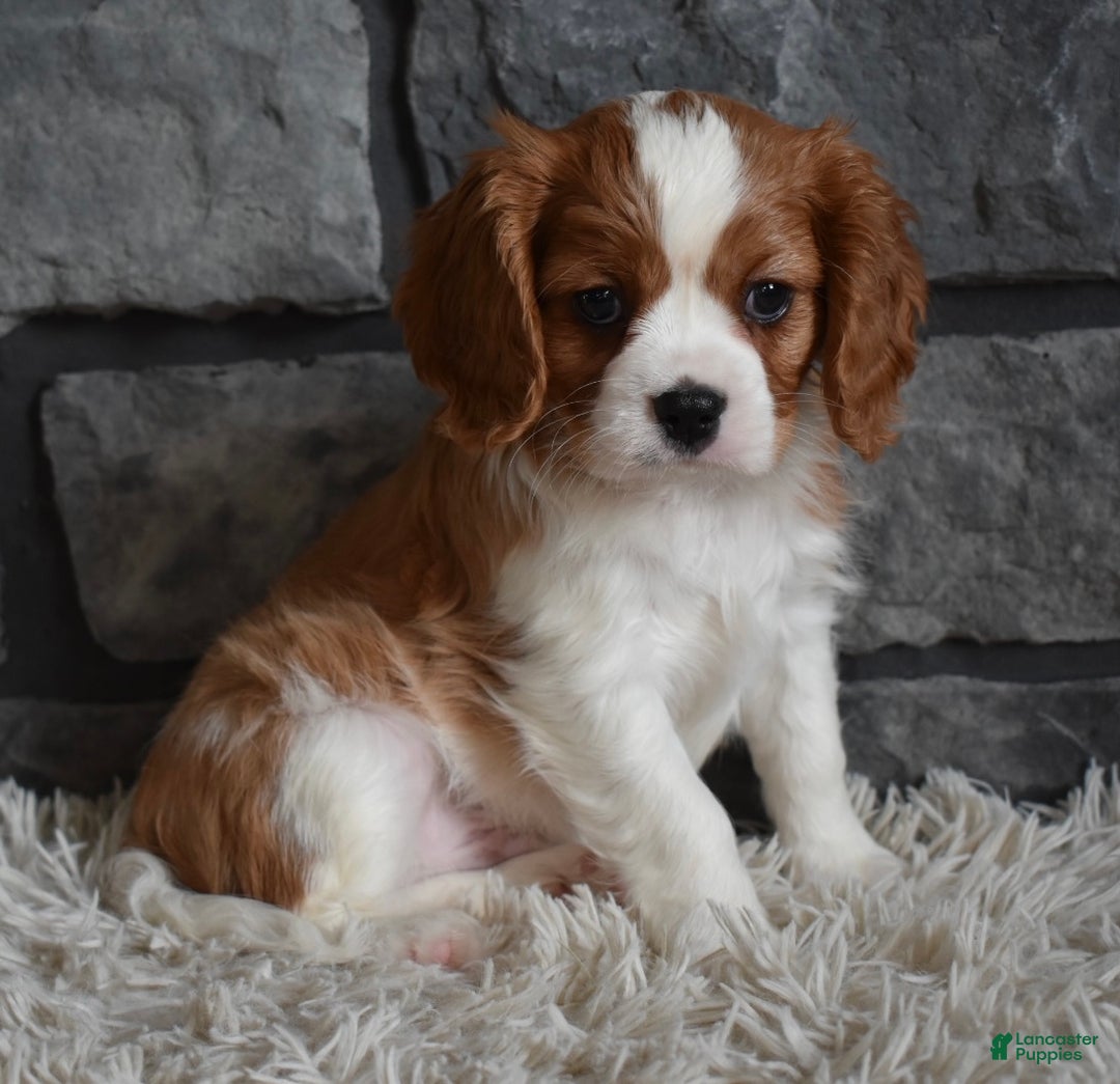 Cavalier King Charles Spaniel dogs for sale: Rocky - Ad 2