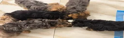 Morkie dogs for sale: Polo - Ad 9