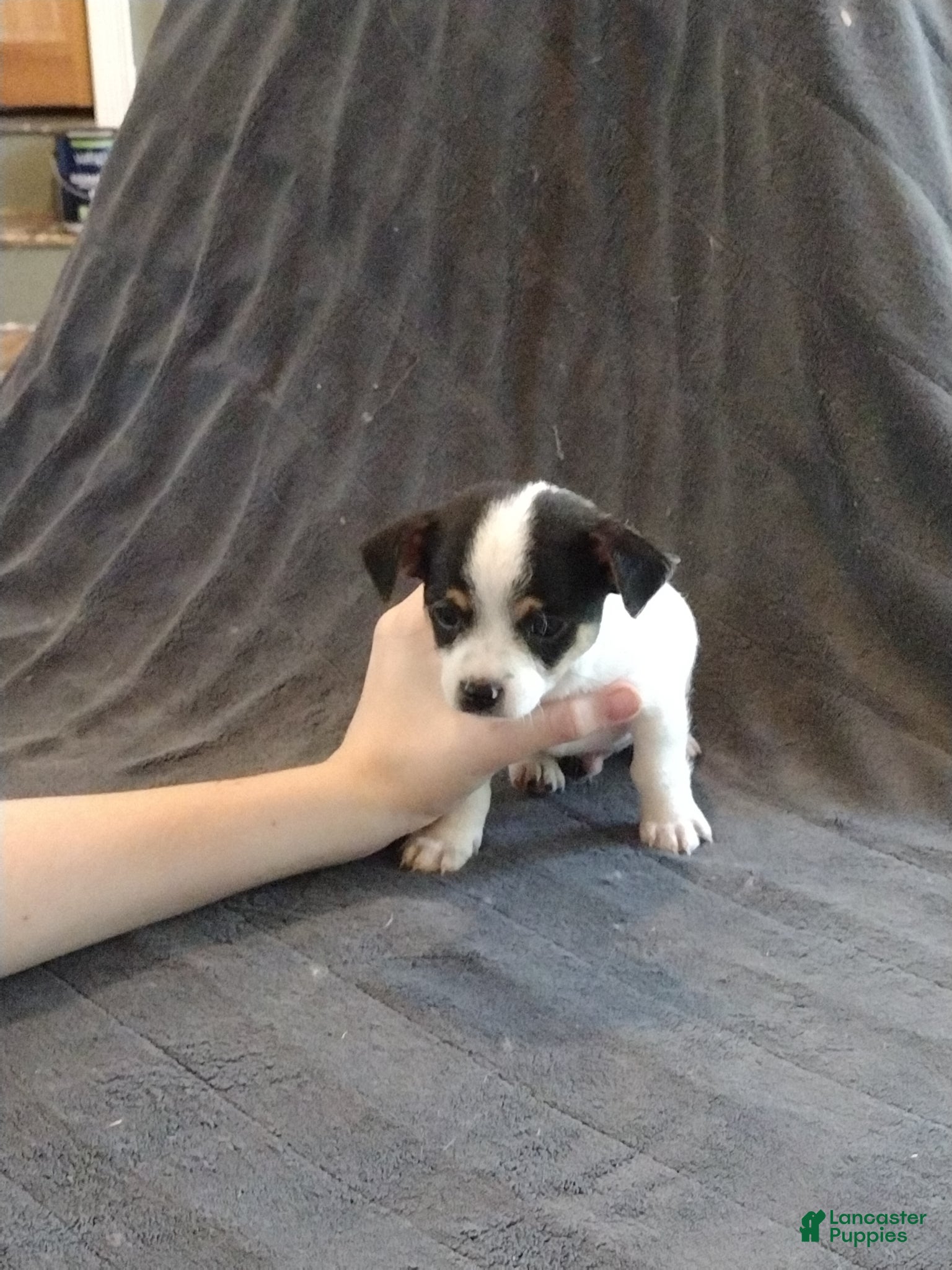 Mixed Breed dogs Mixed Breed Puppy 1 Mac - Ad 21
