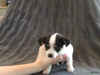 Mixed Breed dogs Mixed Breed Puppy 1 Mac - Ad 21