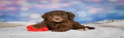 Mini Goldendoodle dogs for sale: Cliffy - Ad 7