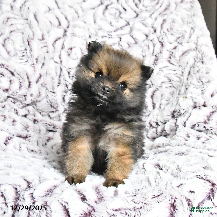 Pomeranian dogs for sale: Violet - Ad 2