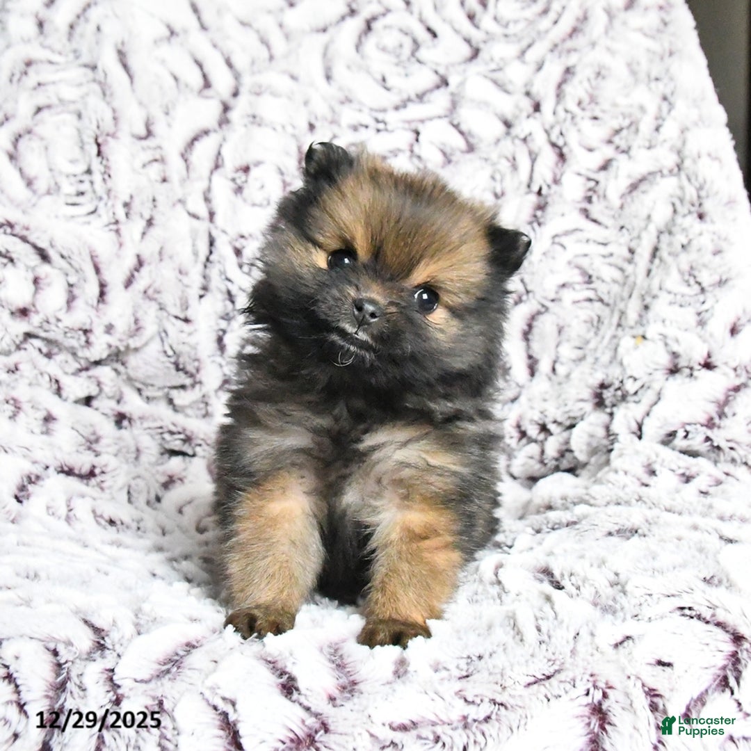 Pomeranian dogs for sale: Violet - Ad 1
