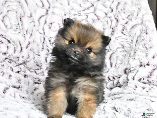 Pomeranian dogs for sale: Violet - Ad 2