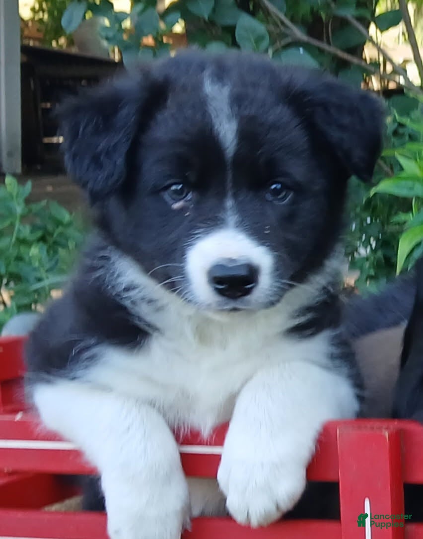 Border Collie dogs Spring - Ad 2