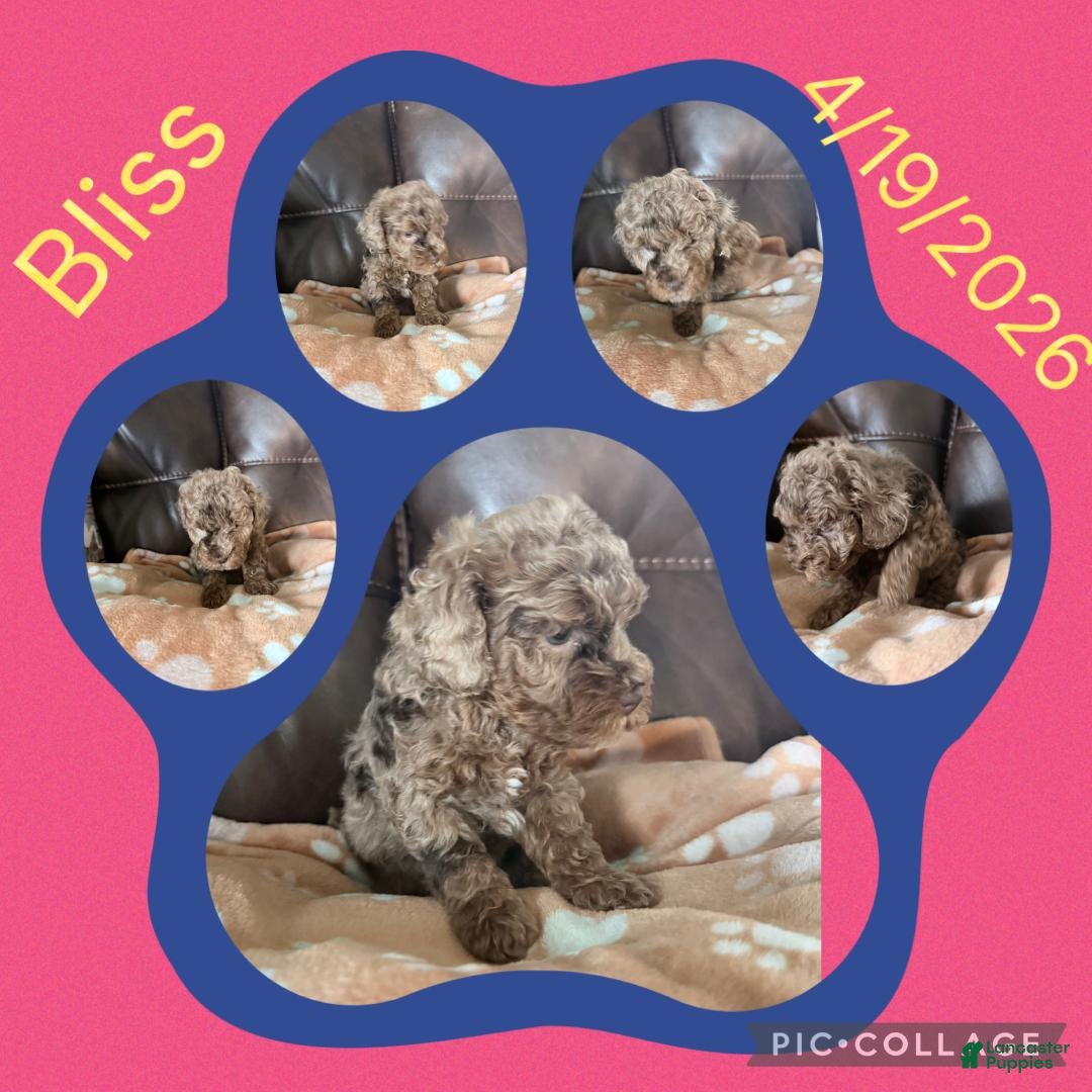 Toy Poodle dogs Bliss - Ad 36