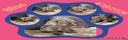 Toy Poodle dogs for sale: Bliss - Ad 1
