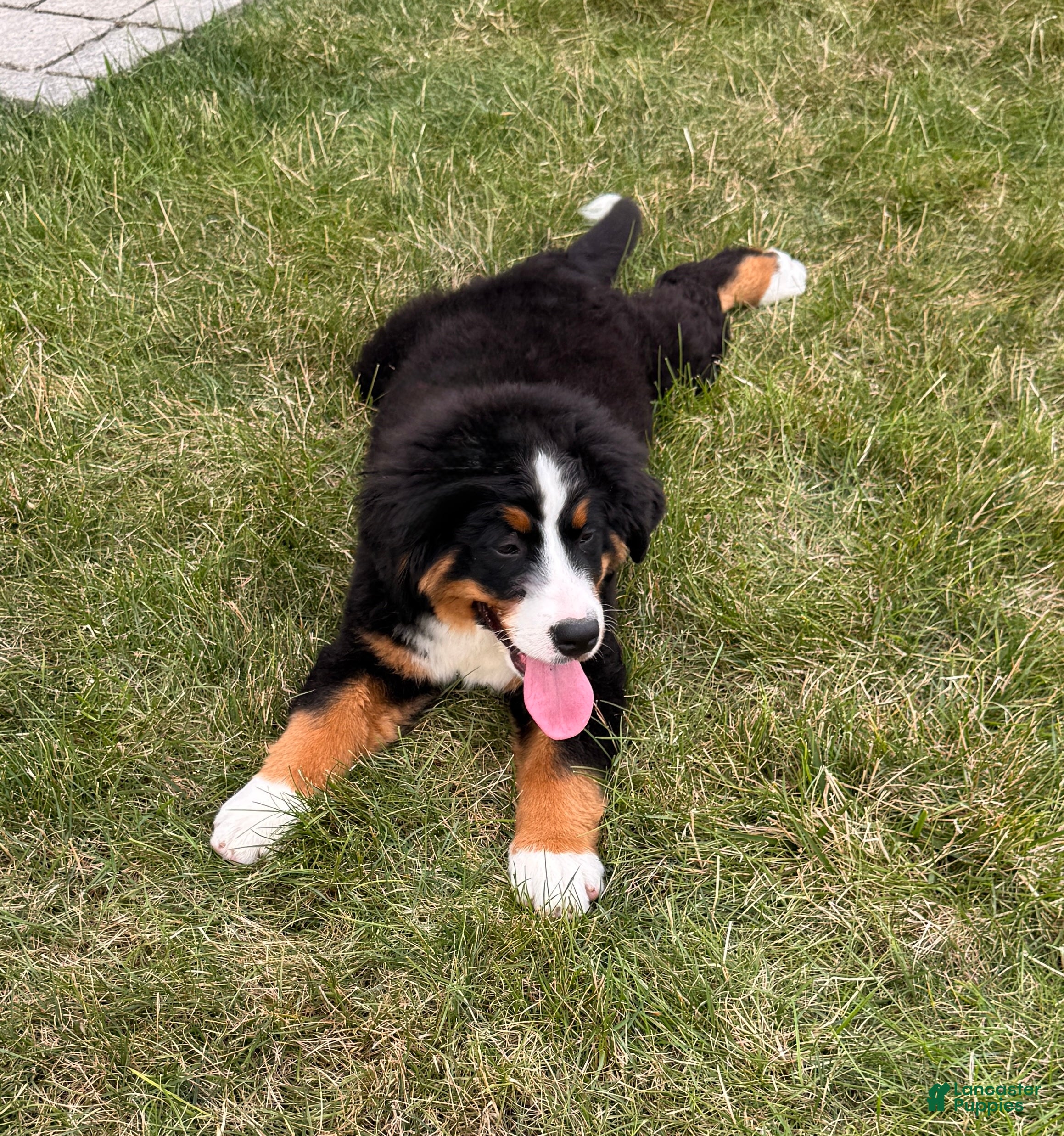 Bernese Mountain Dog dogs Roxy - Ad 1