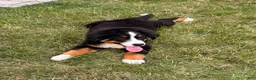 Bernese Mountain Dog dogs for sale: Roxy - Ad 2
