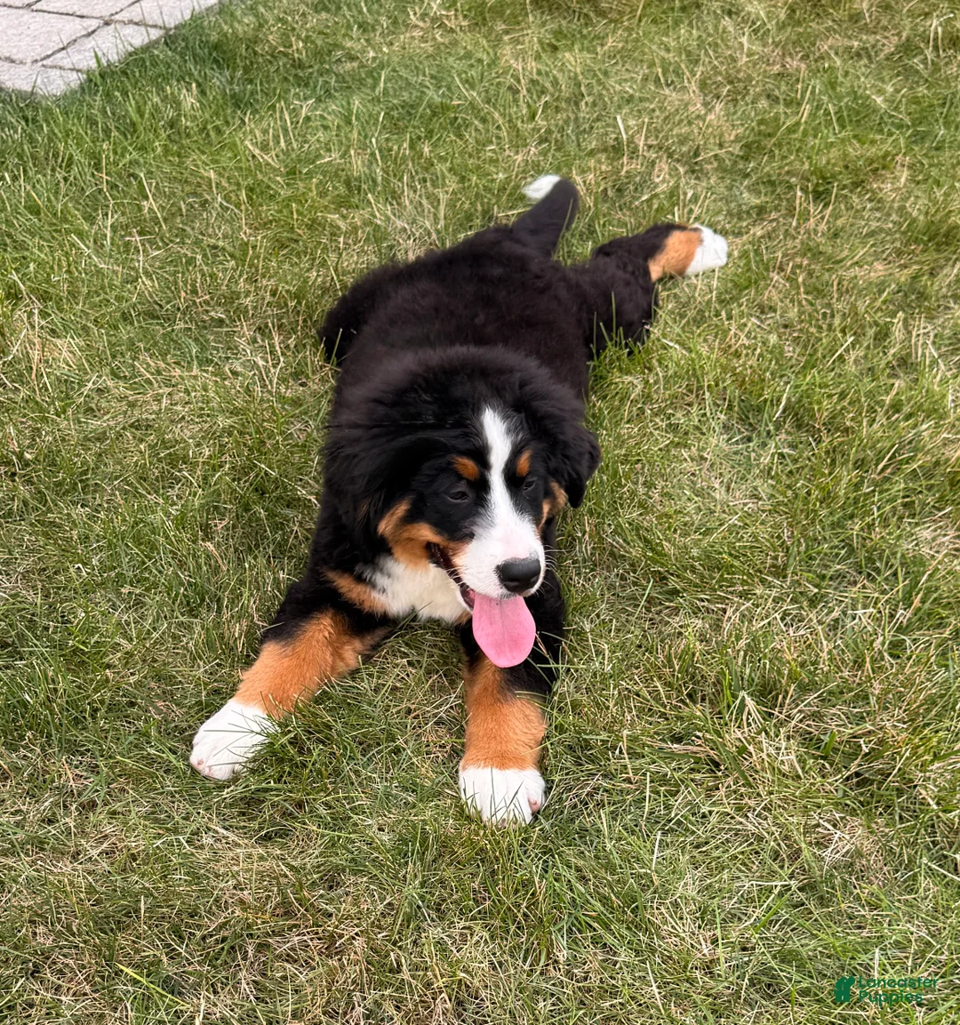 Bernese Mountain Dog dogs for sale: Roxy - Ad 2