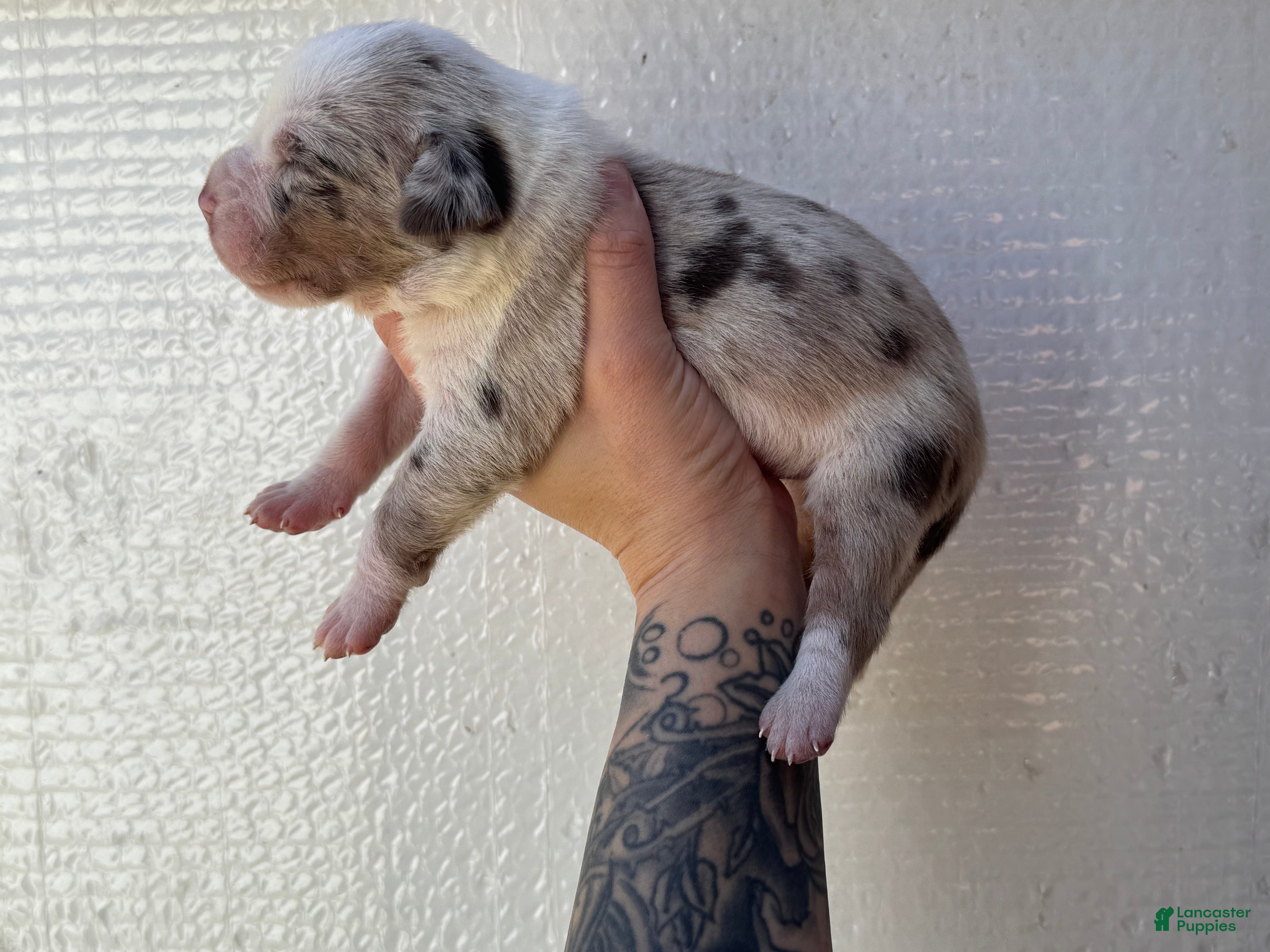 Catahoula Leopard Dog dogs Boy 3 - Ad 1