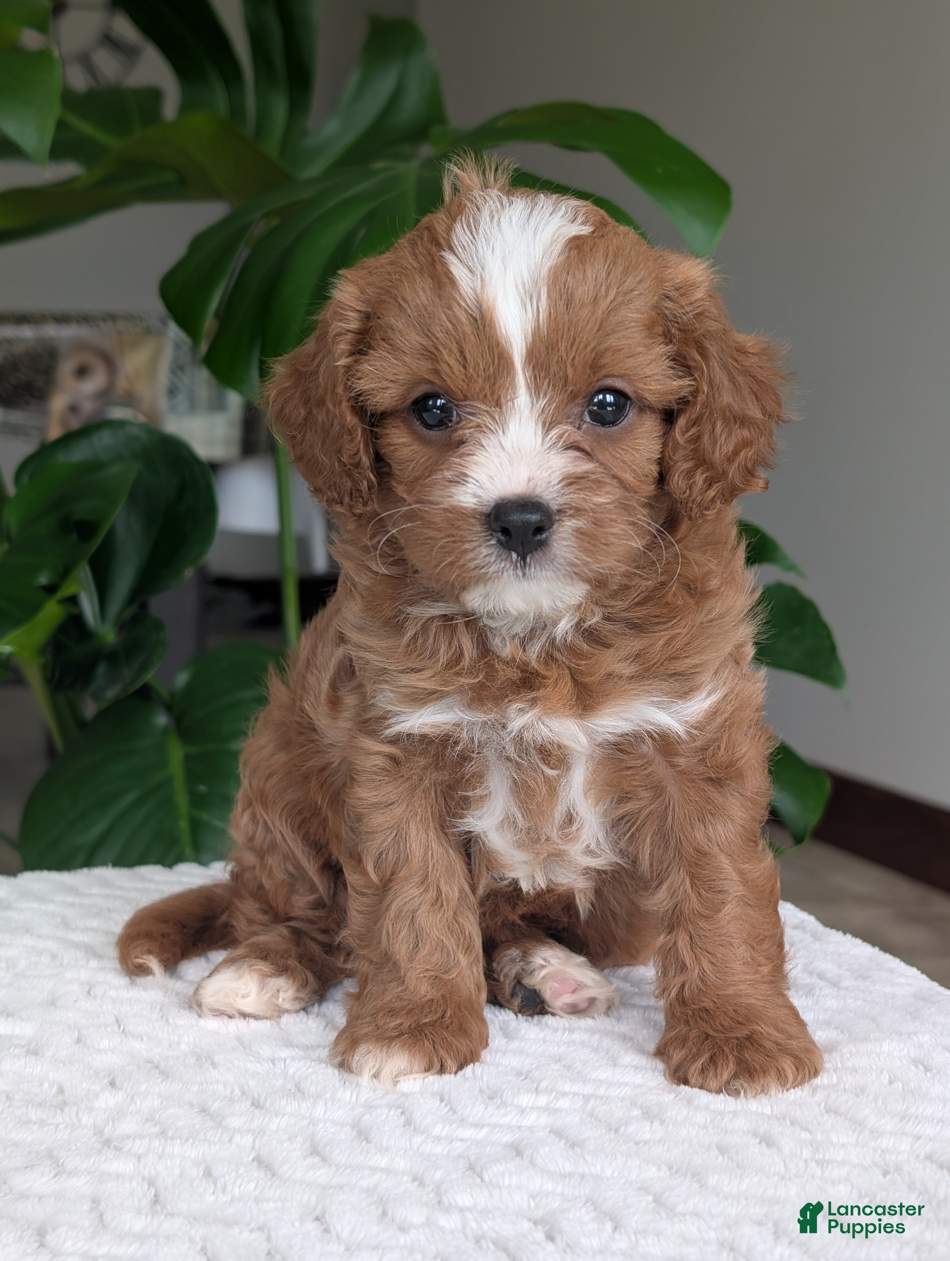 Cavapoo dogs Ginger - Ad 1