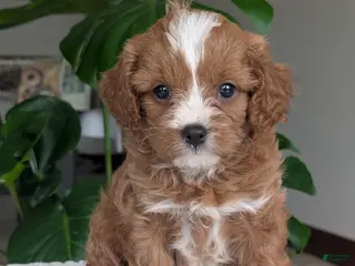 Cavapoo dogs for sale: Ginger - Ad 1