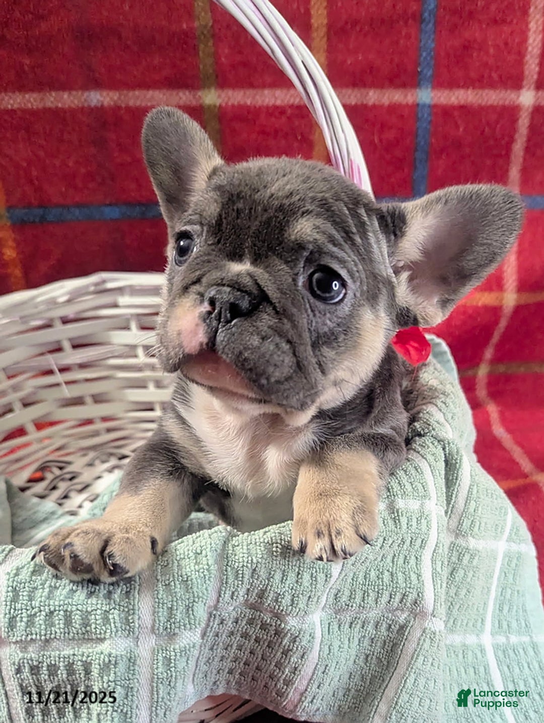 French Bulldog dogs for sale: Allie - Ad 6