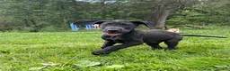 Great Dane dogs for sale: Roma - Ad 3