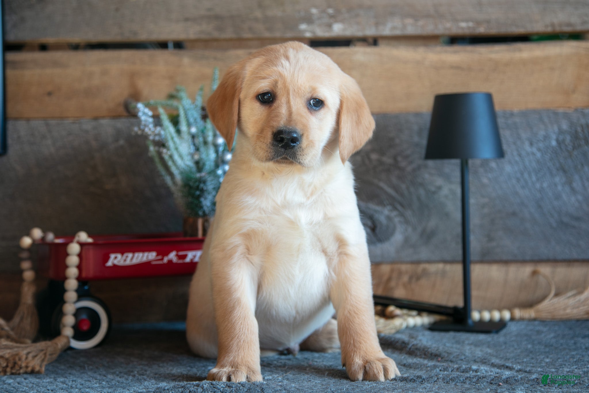 Goldador dogs Preston - Ad 7