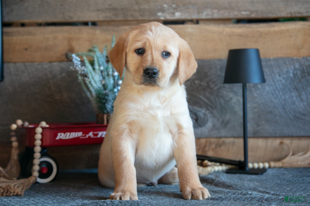 Goldador dogs for sale: Preston - Ad 1