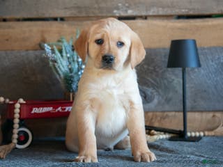 Goldador dogs Preston - Ad 4