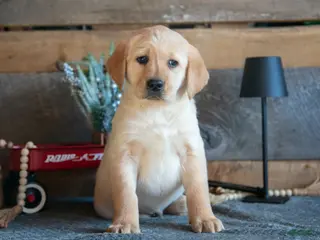 Goldador dogs Preston - Ad 4