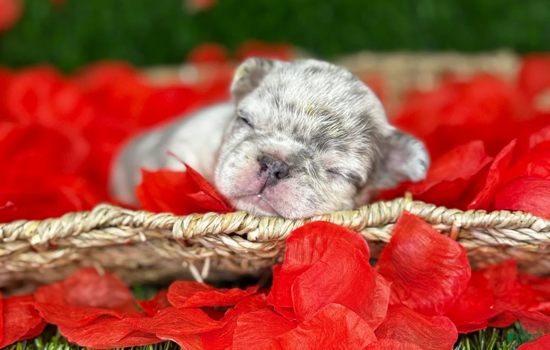 French Bulldog dogs for sale: AIKO - Ad 5