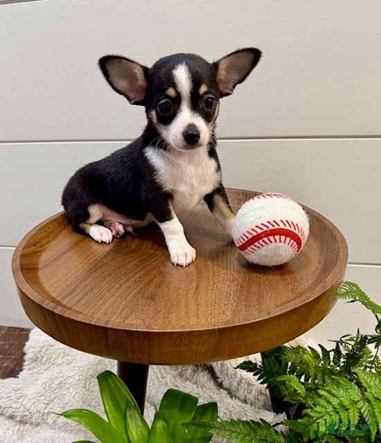 Chihuahua dogs Jamie - Ad 1