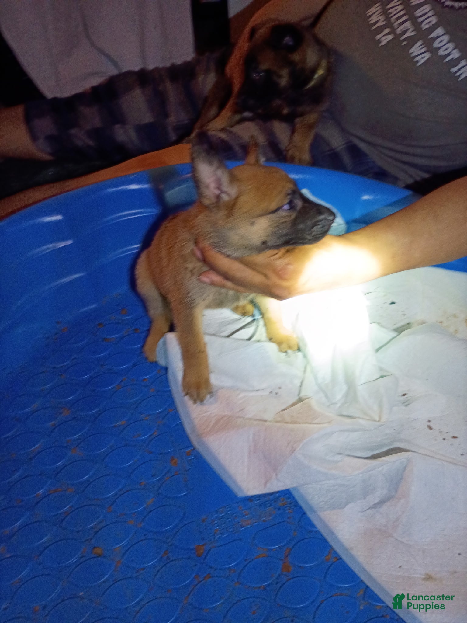 Mixed Breed dogs Mixed Breed 4 - Ad 6