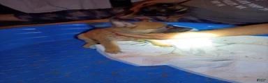Mixed Breed 4
