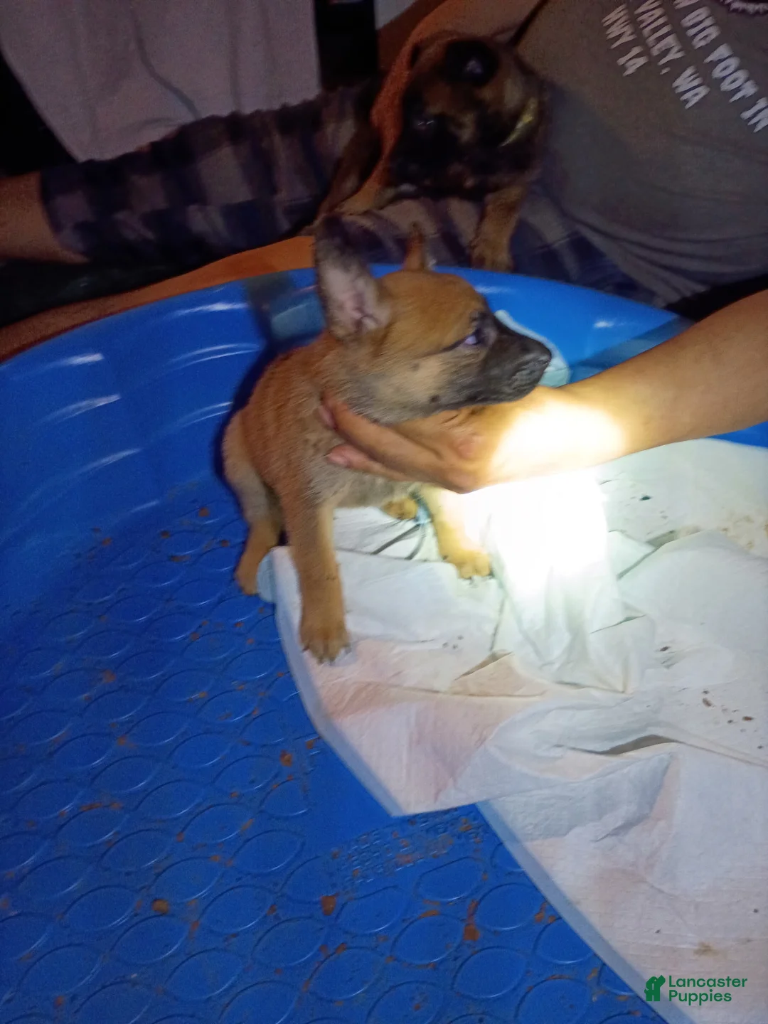 Mixed Breed dogs for sale: Mixed Breed 4 - Ad 1
