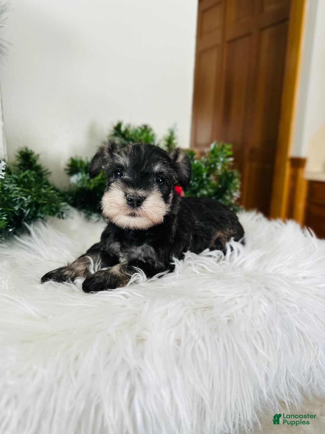 Miniature Schnauzer dogs for sale: Indy - Ad 6