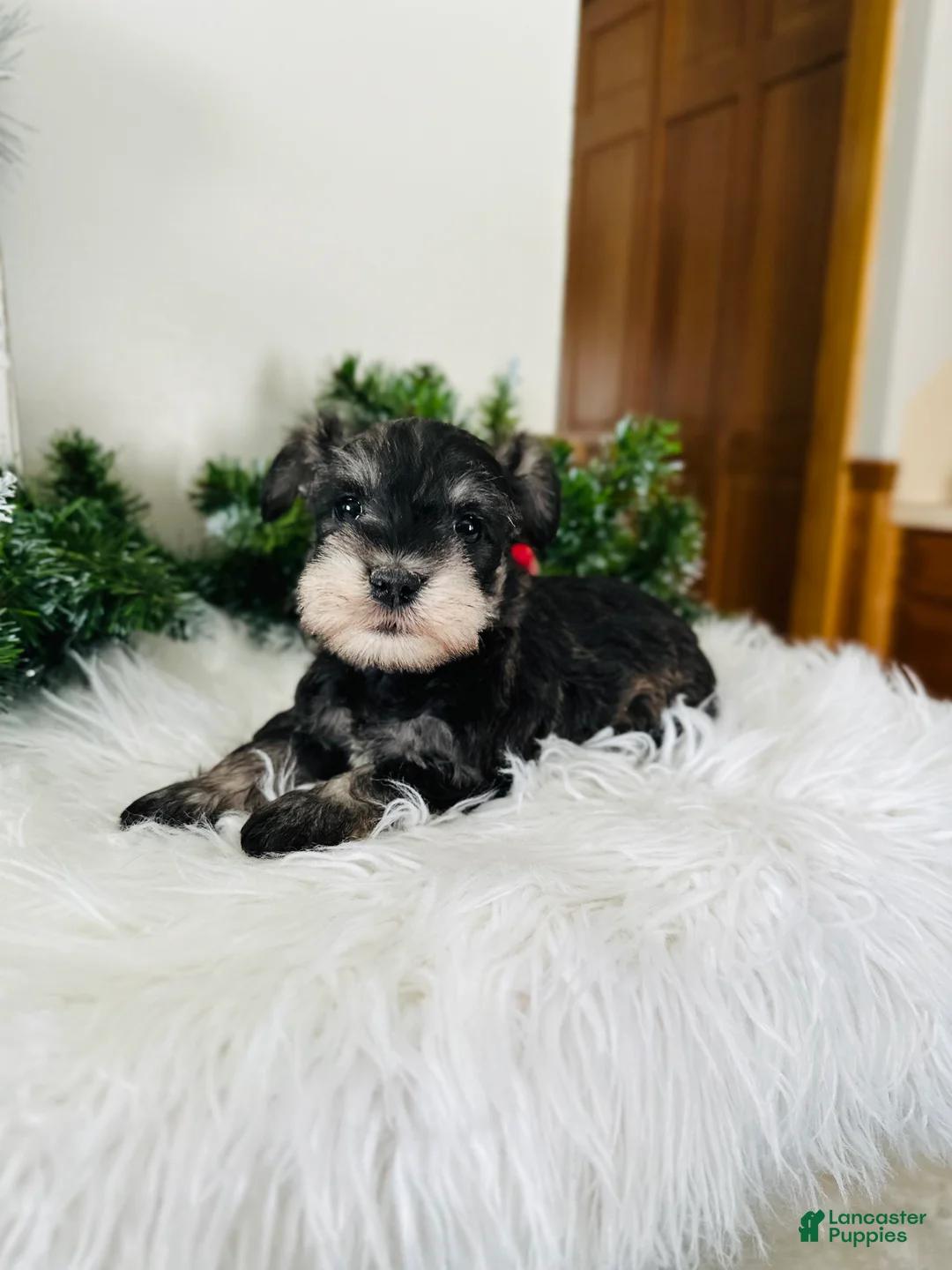 Miniature Schnauzer dogs for sale: Indy - Ad 6