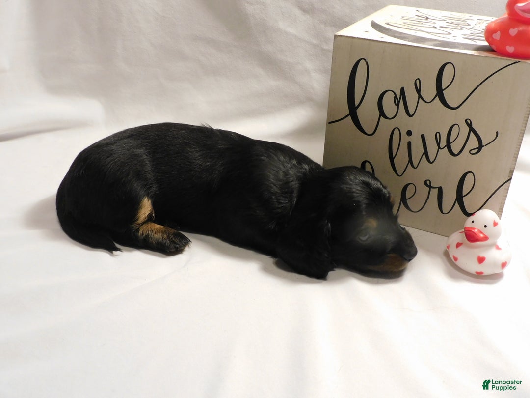 Miniature Dachshund dogs for sale: LMA's ChampionDoxie Snoop Dogg - Ad 17