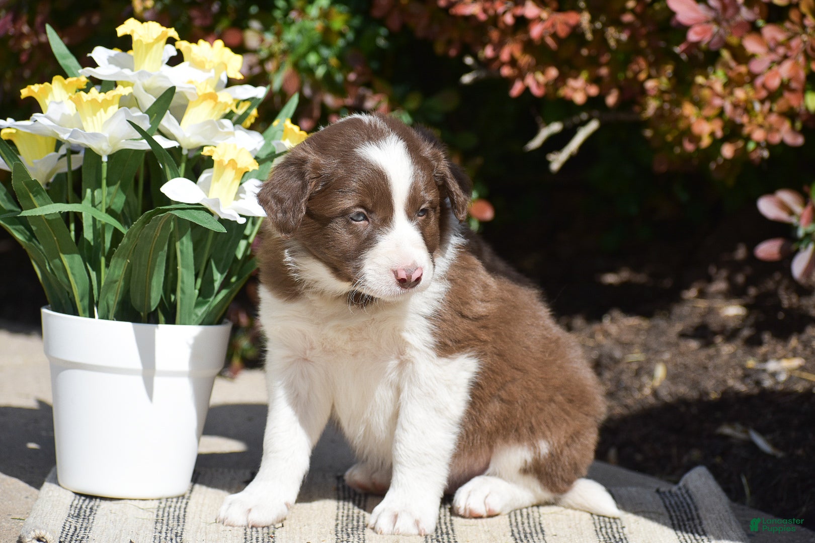 Border Collie dogs Dustin - Ad 2