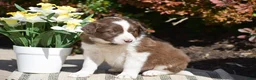 Border Collie dogs for sale: Dustin - Ad 2