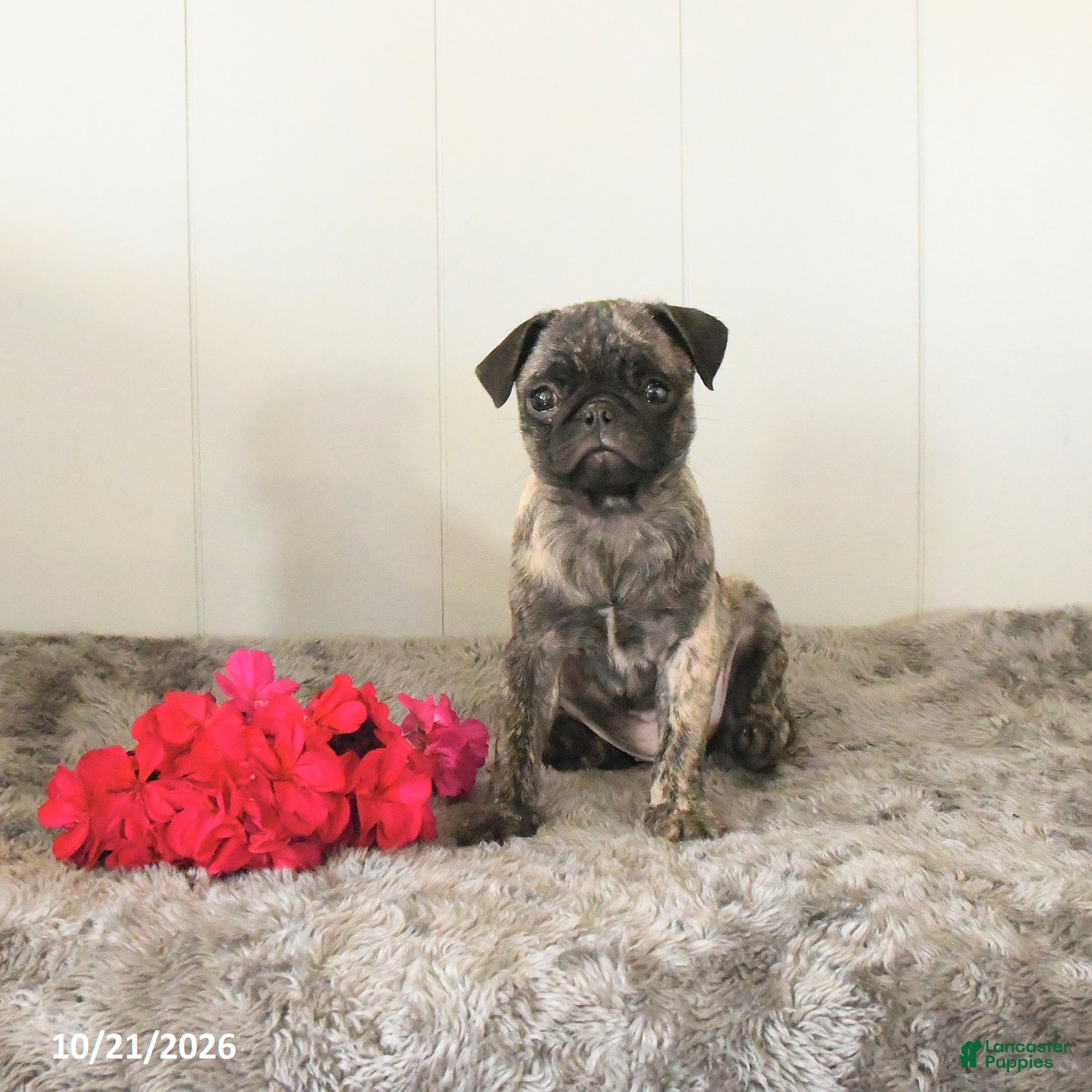 Pug dogs Maggie - Ad 1