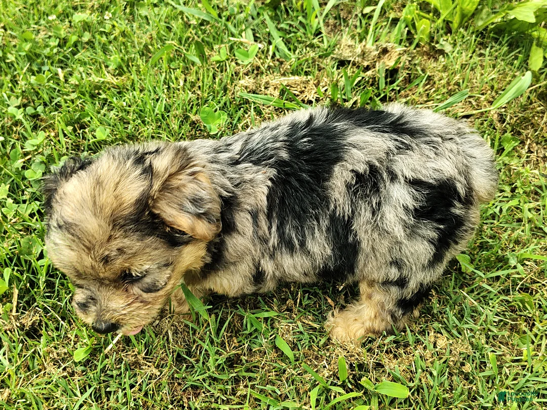 Yorkshire Terrier dogs for sale: Blue Bell - Ad 1