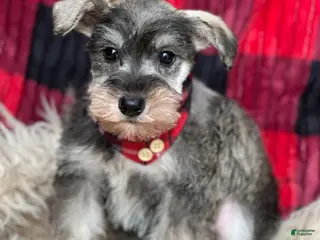 Miniature Schnauzer dogs Raven - Ad 26
