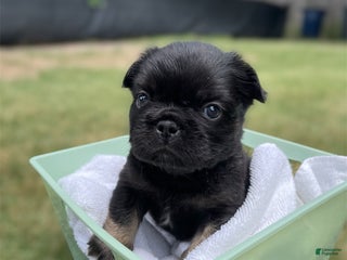 French Bulldog dogs - Ad 21