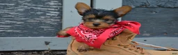 Yorkshire Terrier dogs for sale: Freddy - Ad 3