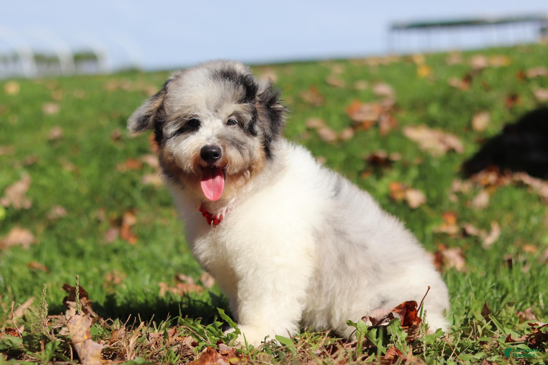 Miniature Poodle dogs Bandit (AKC) - Ad 2