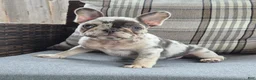French Bulldog dogs for sale: Jax Tri Merle Fluffy Carrier - Ad 4