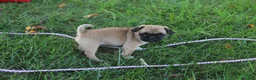 Jug dogs for sale: Tisha - Ad 2