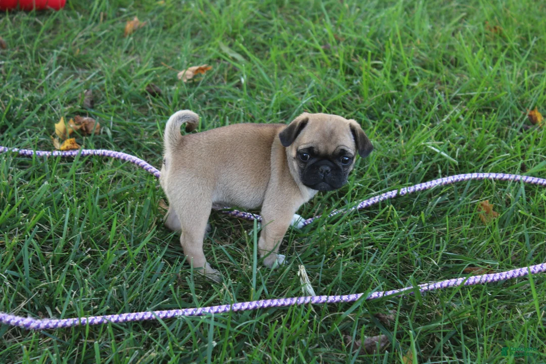Jug dogs for sale: Tisha - Ad 2