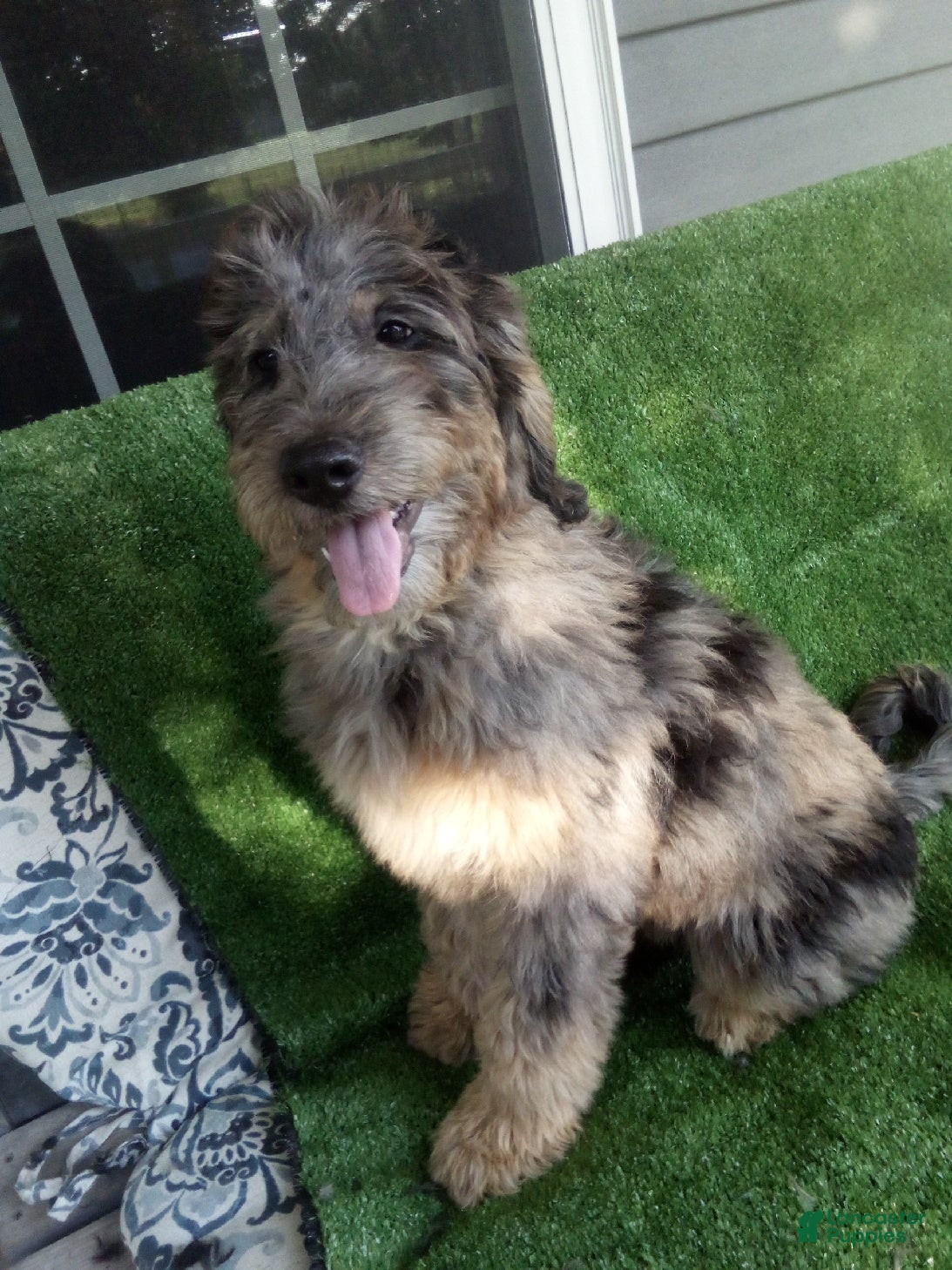 Goldendoodle dogs Gloria F1B - Ad 1