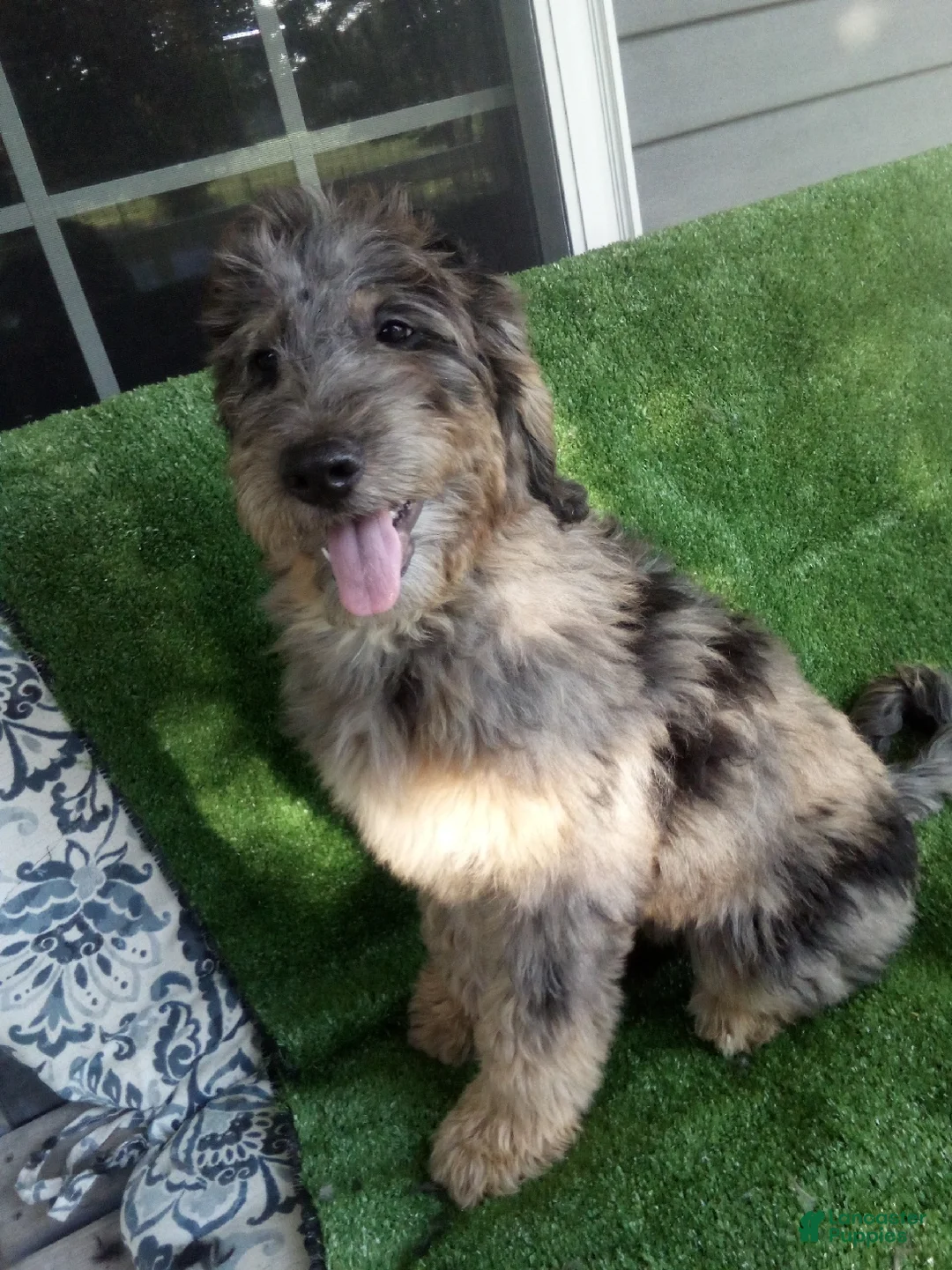 Goldendoodle dogs for sale: Gloria F1B - Ad 1