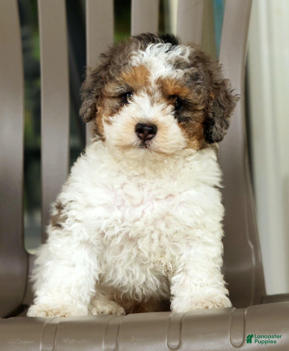Miniature Poodle dogs Finn - Ad 1