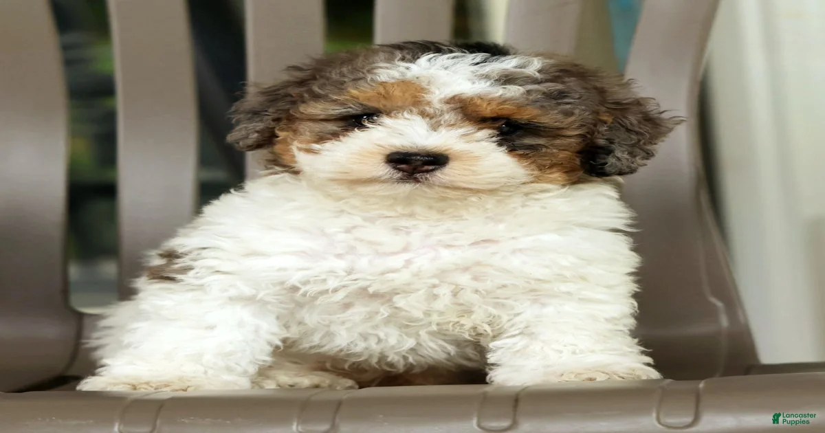 Miniature Poodle Puppies for sale in Ohio | Lancaster Puppies