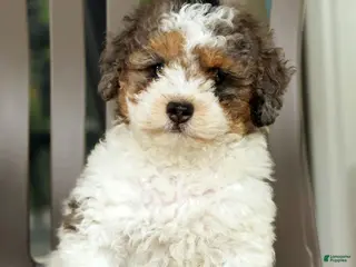 Miniature Poodle dogs Finn - Ad 1