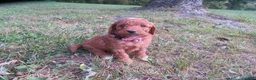 Mini Goldendoodle dogs for sale: Marshmallow  - Ad 6